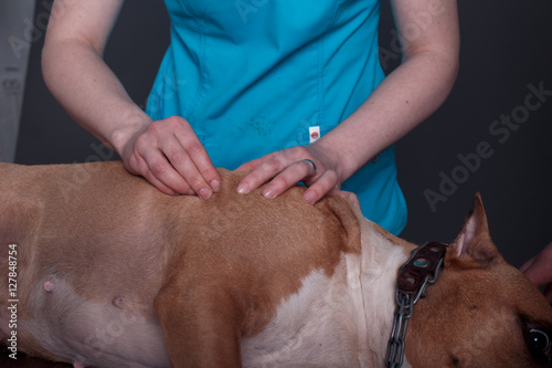 Canvas Print dog massage