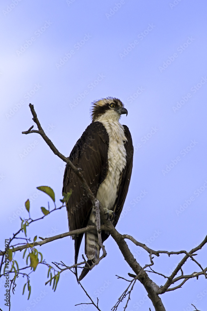 Bird osprey at Los Angeles River Bird osprey at Los Angeles River