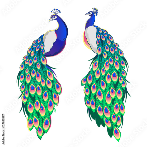 Set of two peacocks isolated on white background.