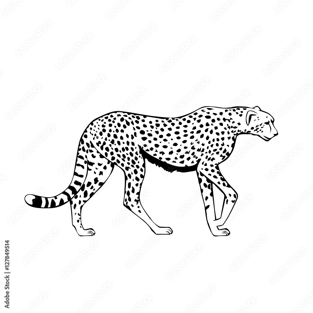 black and white cheetah vector illustration Stock Vector | Adobe Stock