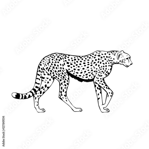 black and white cheetah vector illustration