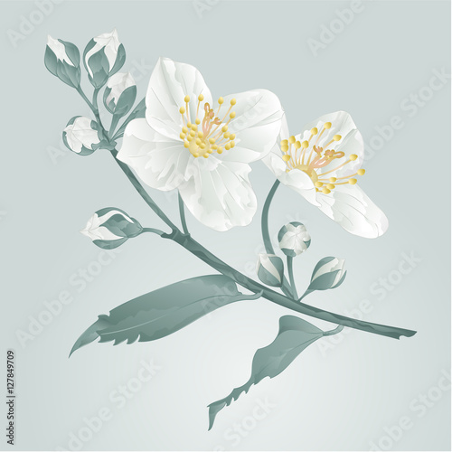 Twig jasmine flower and buds vintage blue background vector illustration