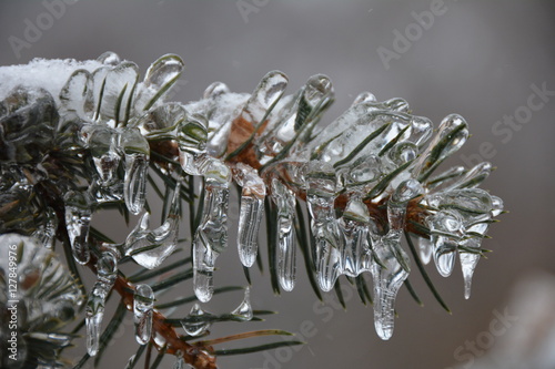 Coniferous branch covered with ice after ice rain
