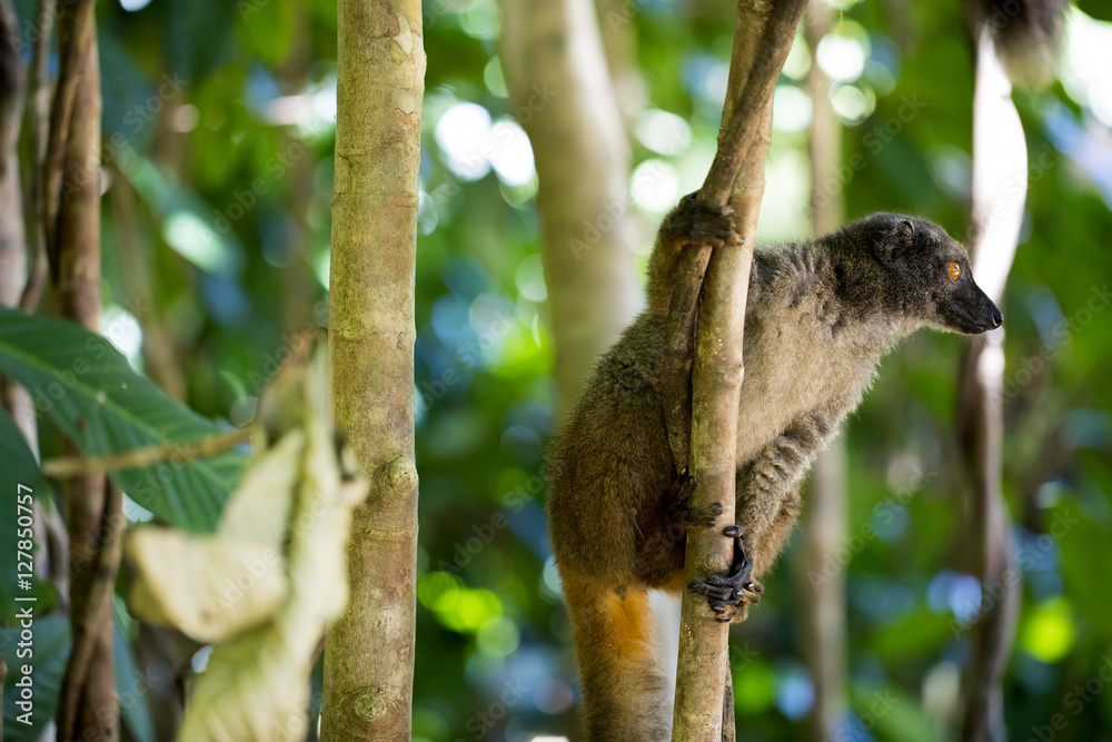 Fototapeta premium Female White-fronted Lemur, Eulemur albifrons, watching the photographer, Nosy Mangabe, Madagascar