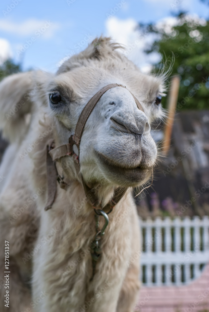 Fototapeta premium White camel on the green grass 