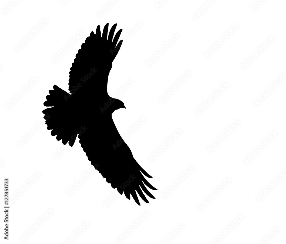 Obraz premium Common Buzzard takes off. Silhouette. 