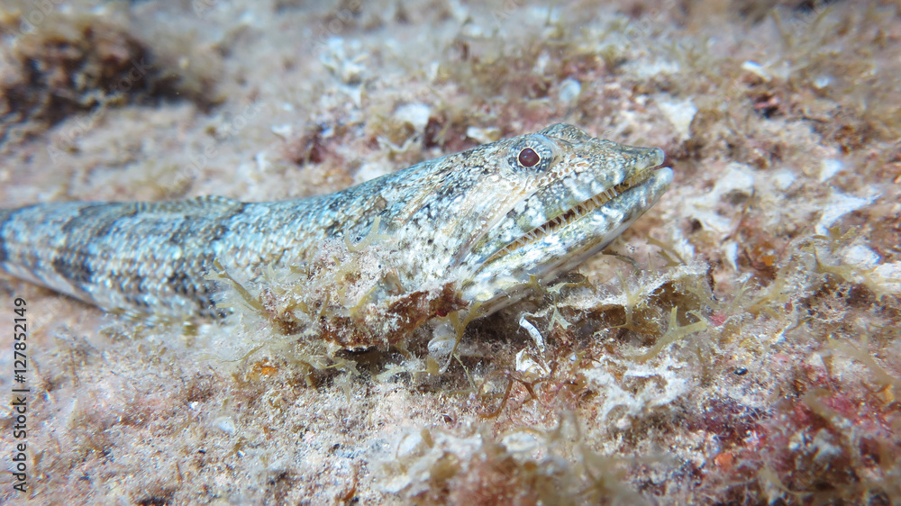 oceanic fish oceanic fish