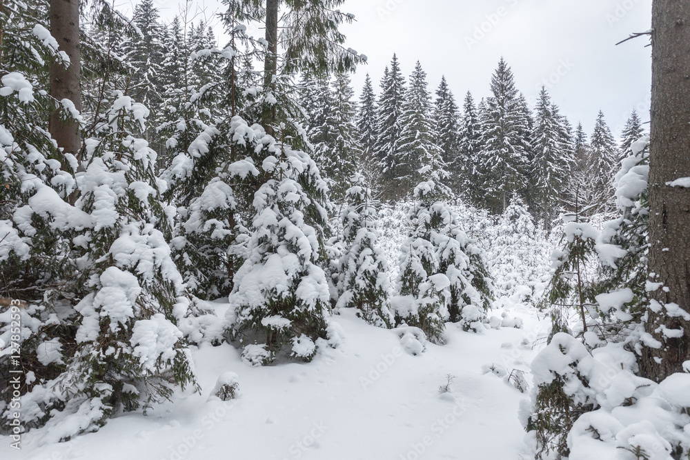 Winter snow covered fir trees on mountainside blue sky Winter snow covered fir trees on mountainside blue sky