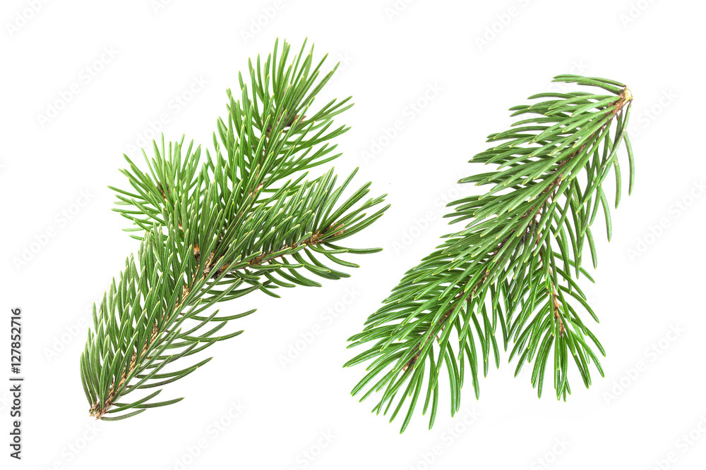 Fir tree branch isolated on white background Fir tree branch isolated on white background