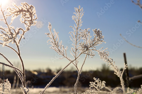 fresh frost on branches