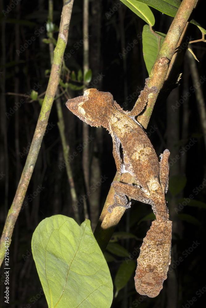 Obraz premium Fat-tail Gecko Uroplatus fimbriatus, Nosy Mangabe, Madagascar
