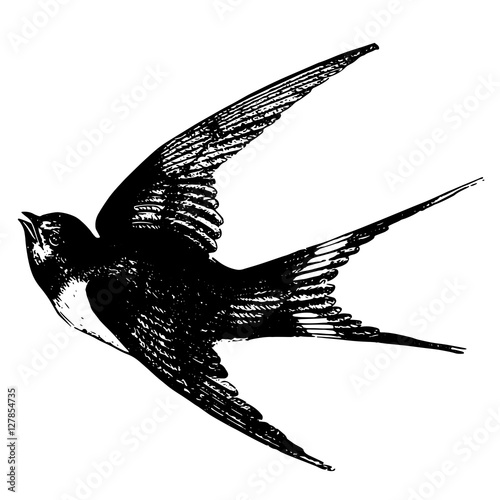 sketch tattoos flying swallow. Detailed sketch of a bird swallow isolated.