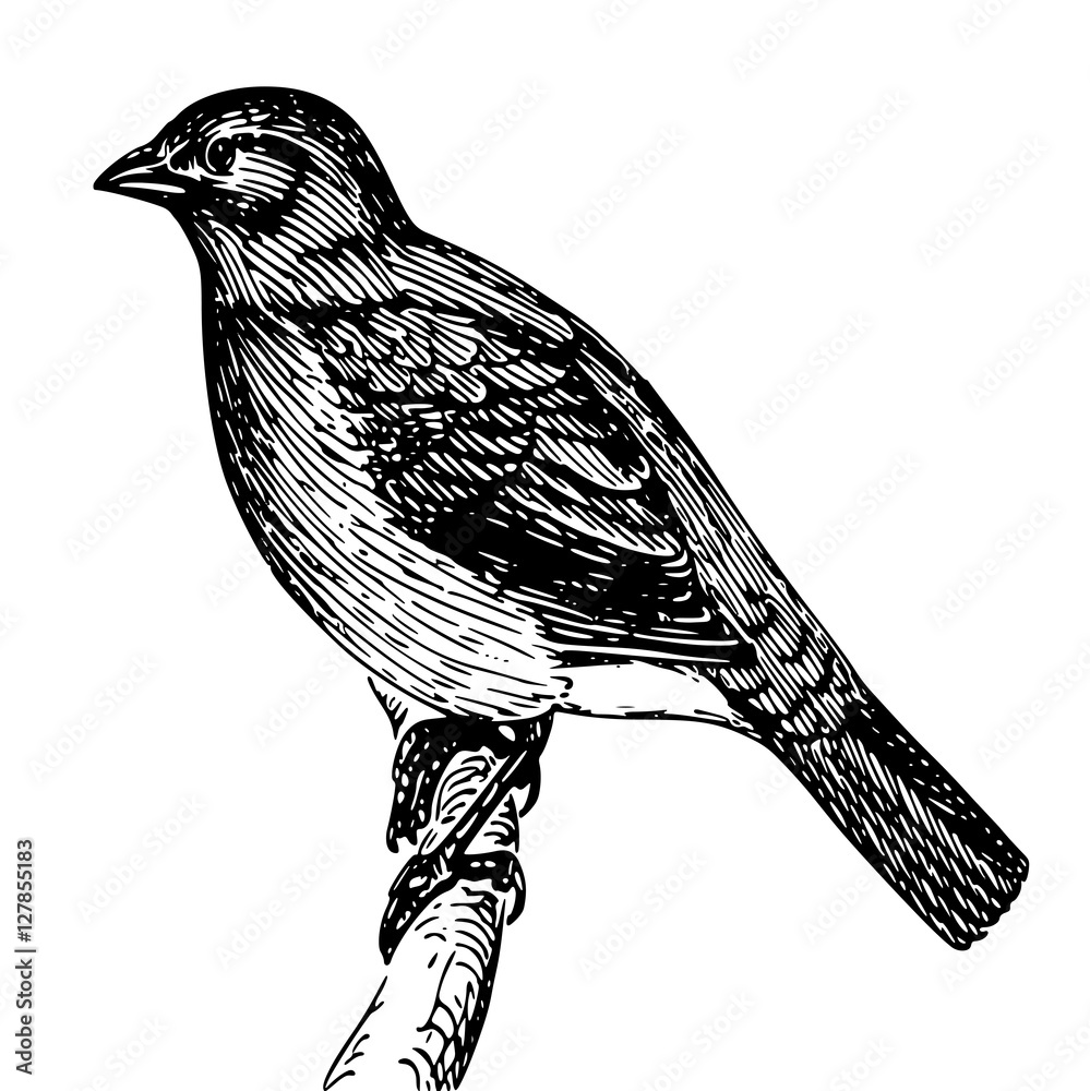 Obraz premium bird sitting on a branch