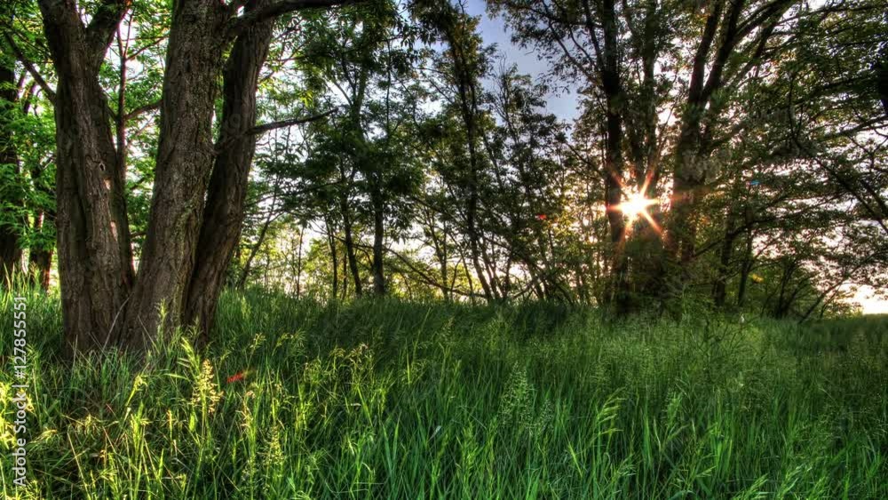 Time-lapse  Of Nature Spring Forest. Tracking shot made at day. Medium shot.
