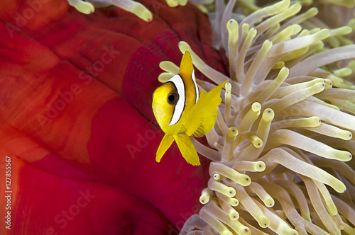 Twoband anemonefish, Amphiprion bicinctus, in his colorful host sea anemone, heteractis magnifica, Sharm-el Sheikh, Red Sea. photo