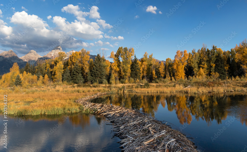 Obraz premium Beaver Dam