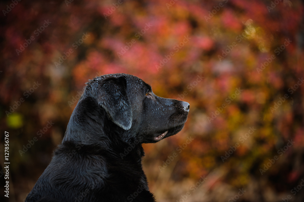 Chocolate Labrador Retriever dog against fall leaves Chocolate Labrador Retriever dog against fall leaves