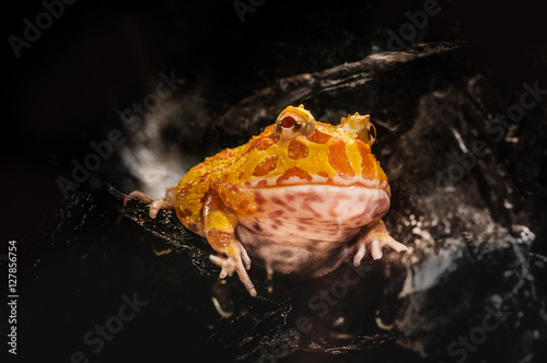 Argentine Horned Frog or Pac-man frog is most common species of Horned Frog, from the grasslands of Argentina, Uruguay and Brazil.