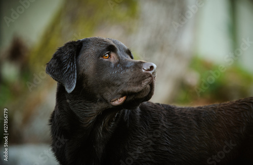 Wallpaper Mural Chocolate Labrador Retriever dog looking back Torontodigital.ca