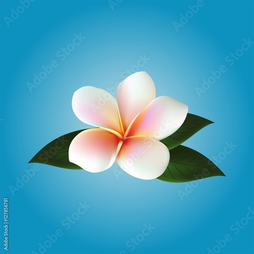 Plumeria. Vector flower
