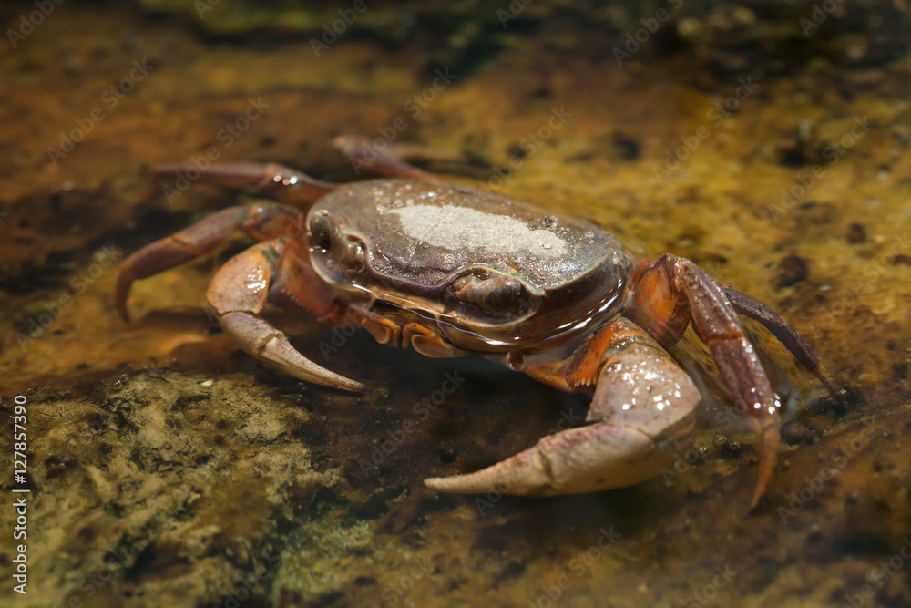 Blackback land crab (Gecarcinus lateralis)