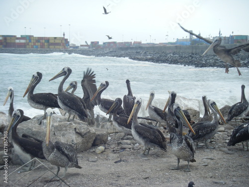 Flocking Pelicans 