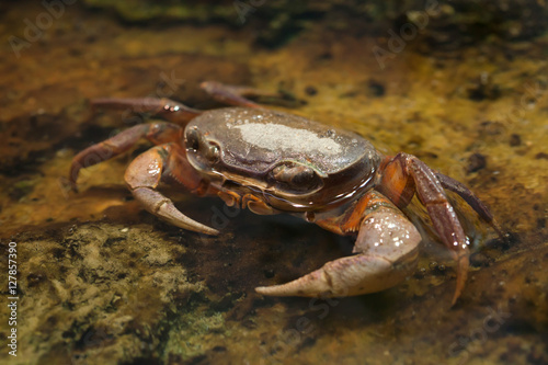 Blackback land crab  Gecarcinus lateralis 