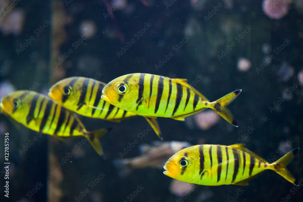 Golden trevally (Gnathanodon speciosus).