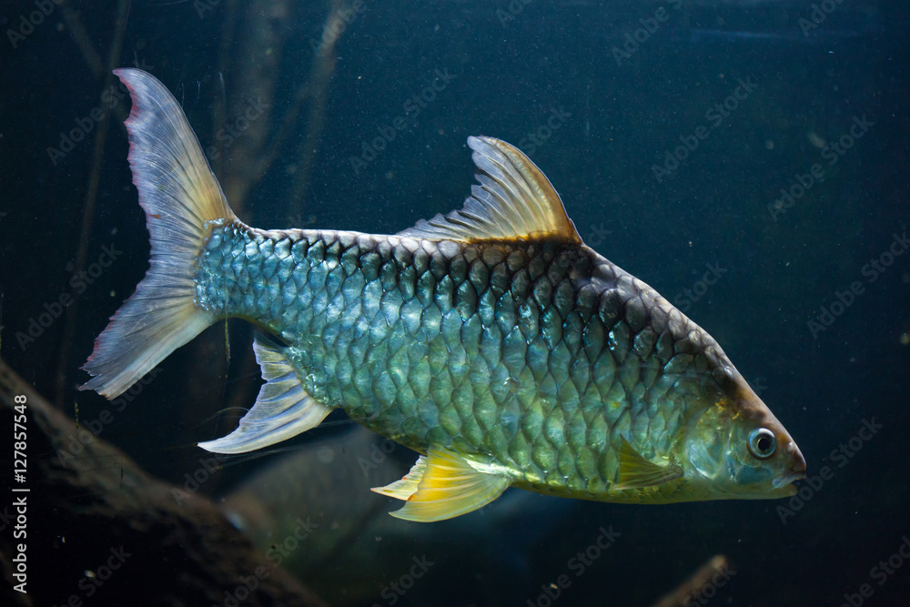 Java barb (Barbonymus gonionotus). Java barb (Barbonymus gonionotus).