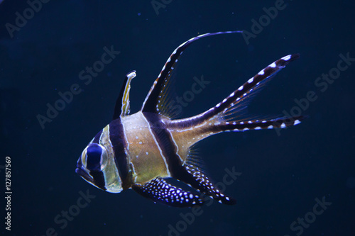 Banggai cardinalfish (Pterapogon kauderni).
