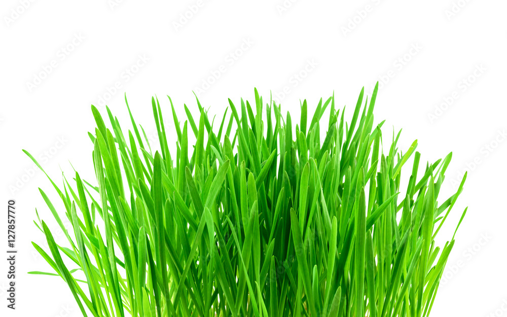 Naklejka Zielona trawa odizolowywająca na bielu