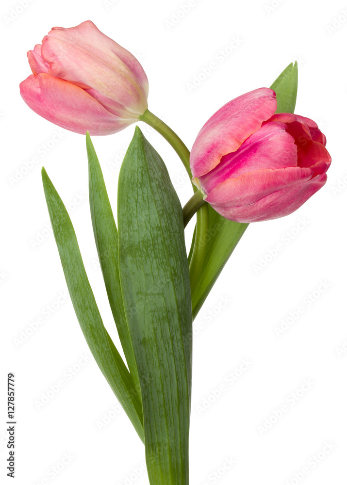 two pink tulip flowers isolated on white background two pink tulip flowers isolated on white background
