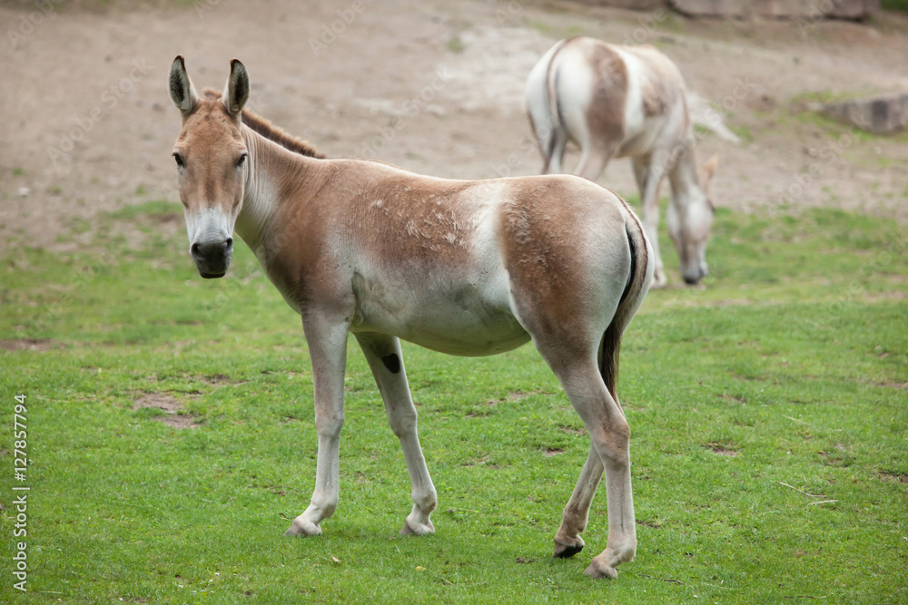 Turkmenian kulan (Equus hemionus kulan). Turkmenian kulan (Equus hemionus kulan).