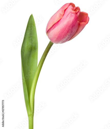 Fototapeta Naklejka Na Ścianę i Meble -  one pink tulip flower isolated on white background