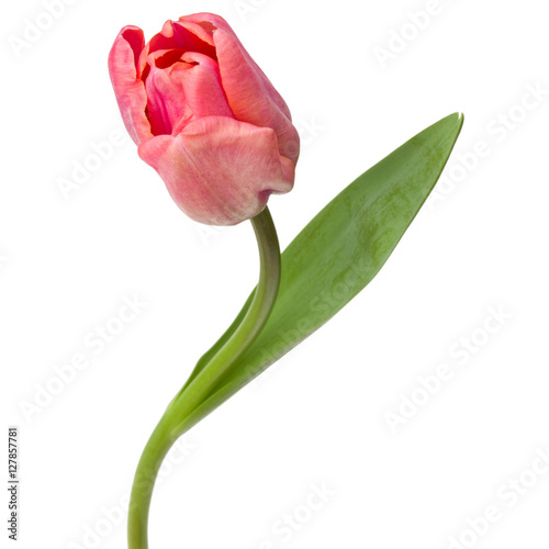 Fototapeta Naklejka Na Ścianę i Meble -  one pink tulip flower isolated on white background