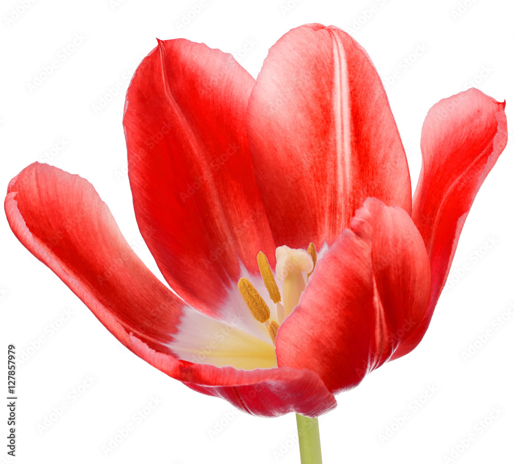 Fototapeta premium red tulip flower head isolated on white background