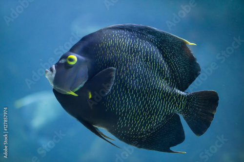 French angelfish (Pomacanthus paru). © Vladimir Wrangel