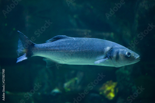 European seabass (Dicentrarchus labrax) photo