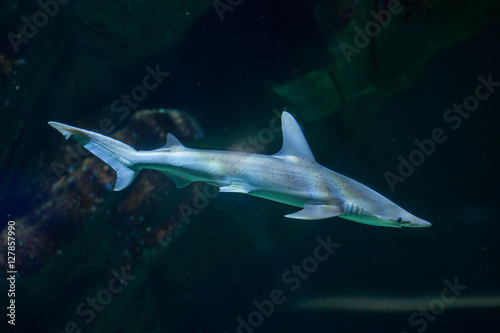 Bonnethead shark (Sphyrna tiburo)