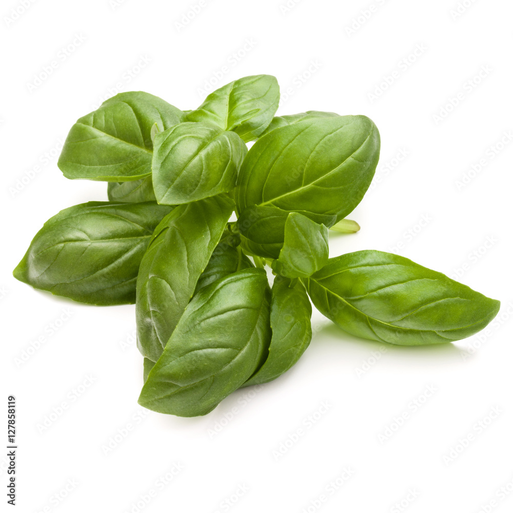 Sweet basil herb leaves bunch isolated on white background Sweet basil herb leaves bunch isolated on white background
