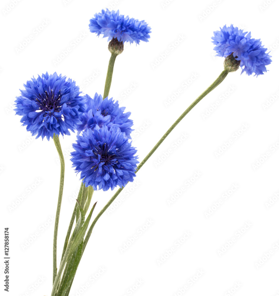 Blue Cornflower Herb or bachelor button flower bouquet isolated Blue Cornflower Herb or bachelor button flower bouquet isolated