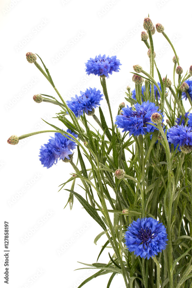 Blue Cornflower Herb or bachelor button flower bouquet isolated