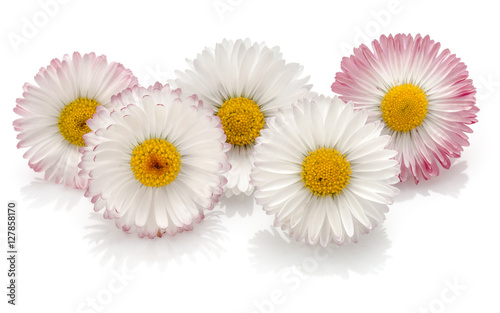 Fototapeta Naklejka Na Ścianę i Meble -  Beautiful daisy flowers isolated on white background cutout