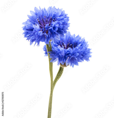 Fototapeta Naklejka Na Ścianę i Meble -  Blue Cornflower Herb or bachelor button flower head isolated on