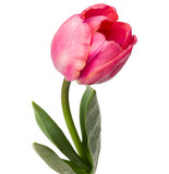 one pink tulip flower isolated on white background