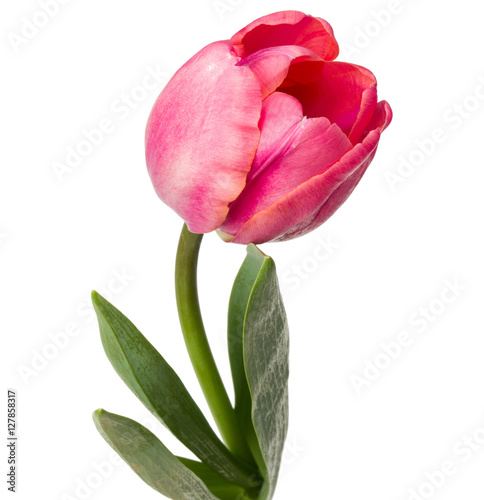 one pink tulip flower isolated on white background #127858317