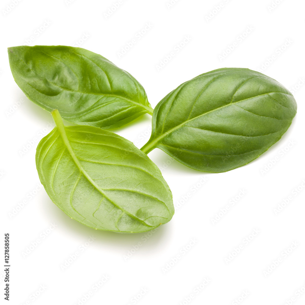 Sweet basil herb leaves isolated on white background closeup Sweet basil herb leaves isolated on white background closeup