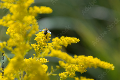bee sits on a flower rapeseed © Deniss