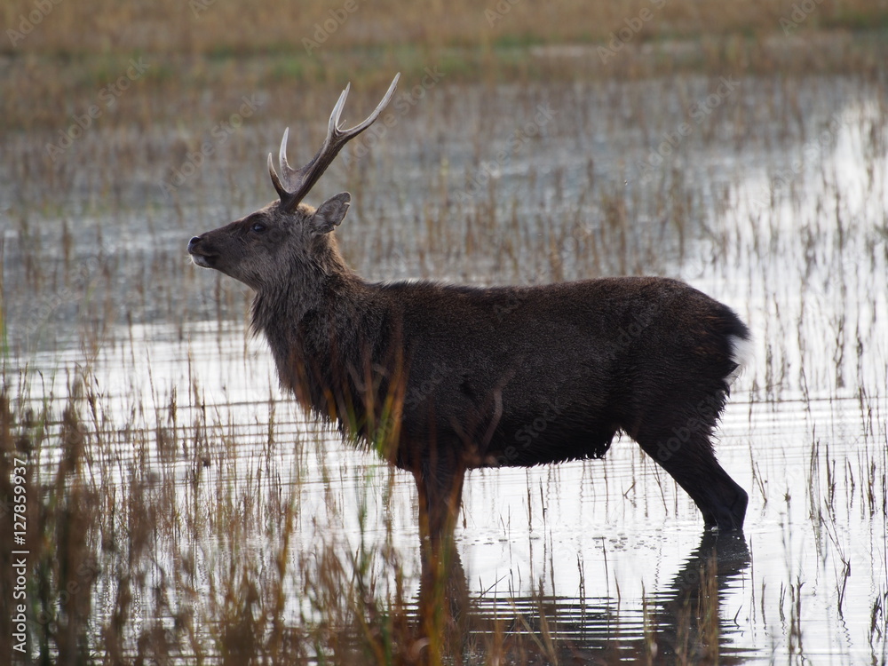 Obraz premium Sika Deer in Salt Marsh