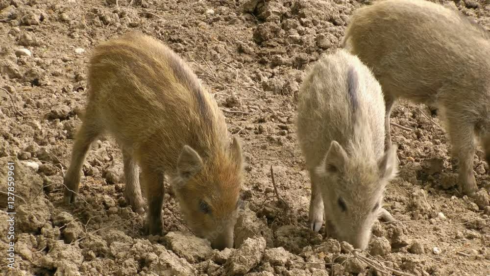 wild hog piglet in bavaria germany wild hog piglet in bavaria germany